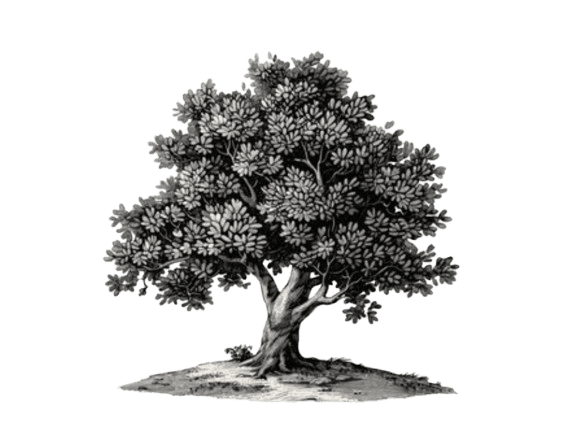 Beech tree illustration